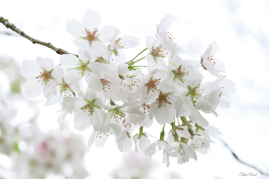 Beautiful White Cherry Blossoms Photograph by Trina Ansel