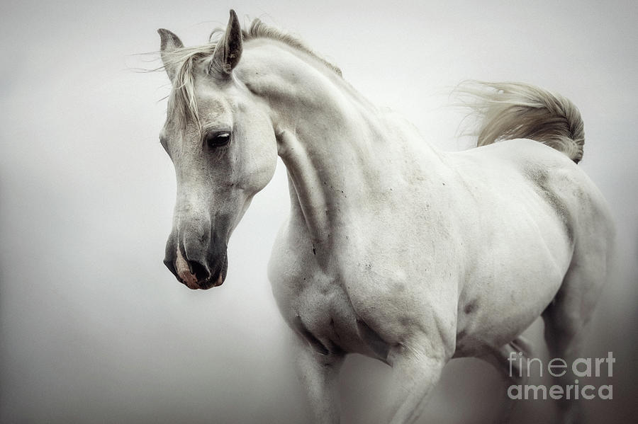 Beautiful White Horse on The White Background Photograph by Dimitar Hristov