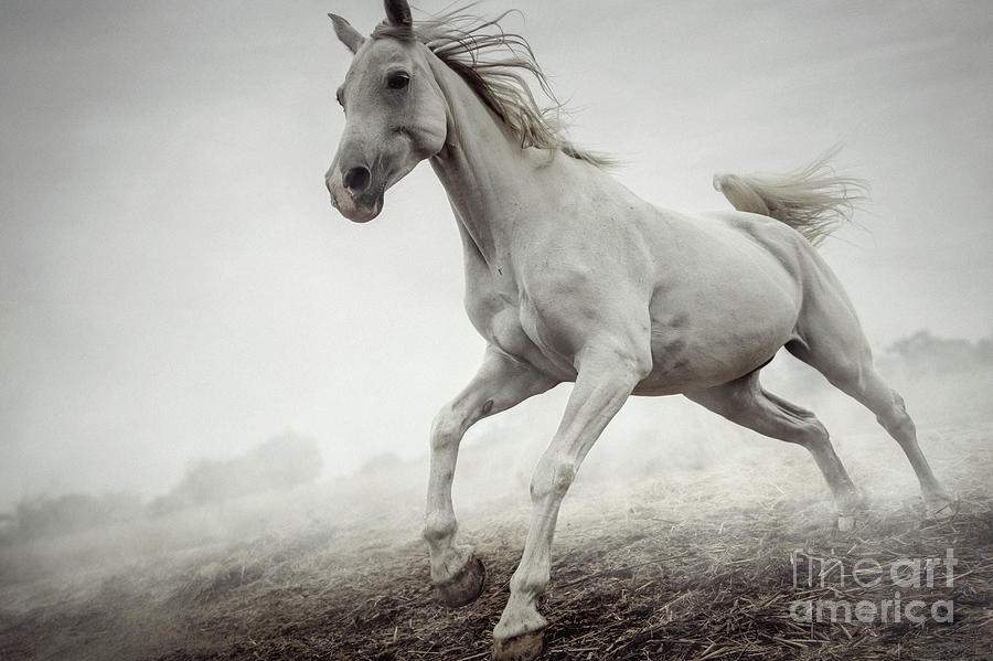 Beautiful White Horse Running in Mist Photograph by Dimitar Hristov