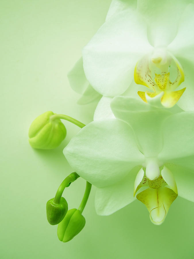 Beautiful White Orchid Blooms On Light Photograph by Havet