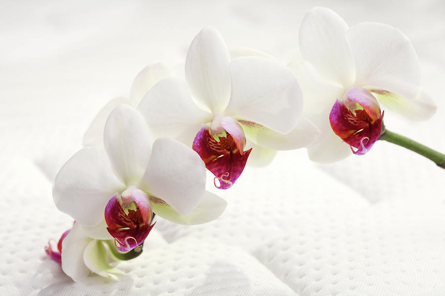 Beautiful White Orchid On Bed Xxxl Photograph by Pannonia