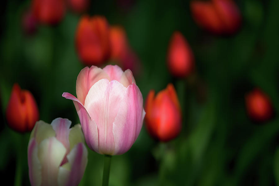 Beautiful white-pink tulip with red blurry flowers around and green ...