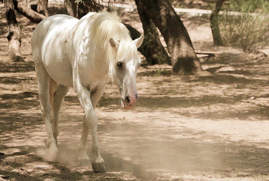 Beautiful White Stallion Photograph by Dawn Richards