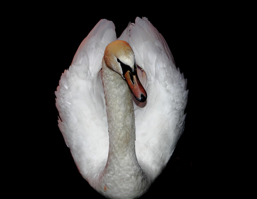 Beautiful White Swan In Black Background Photograph by Paul Bettison Photography