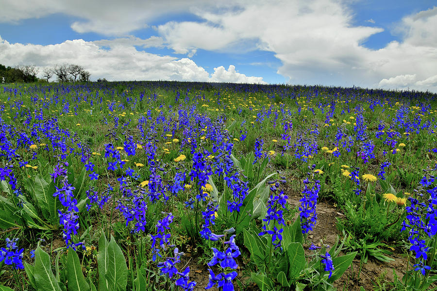 Beautiful Wildflowers Along County 58p Photograph