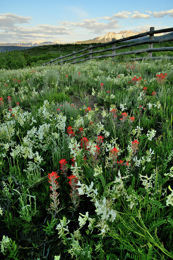 Beautiful Wildflowers near Ridgway Colorado Photograph by Ray Mathis
