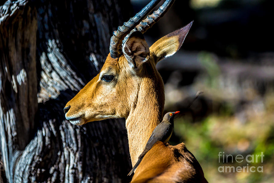 Pond Photograph - Beautiful Wildlife In Chobe National by Lmspencer Pond Photograph - Beautiful Wildlife In Chobe National by Lmspencer