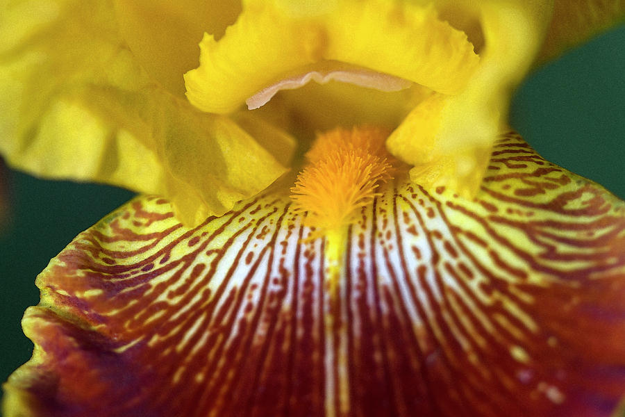 Beautiful Wine and Gold Iris Photograph by Kathy Clark