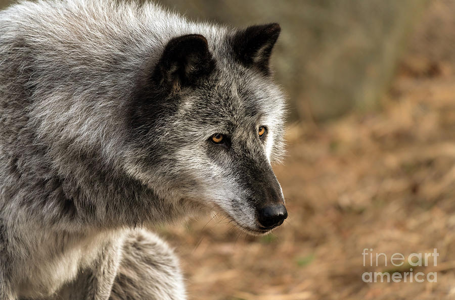 Beautiful Wolf Portrait Photograph by Sam Rino
