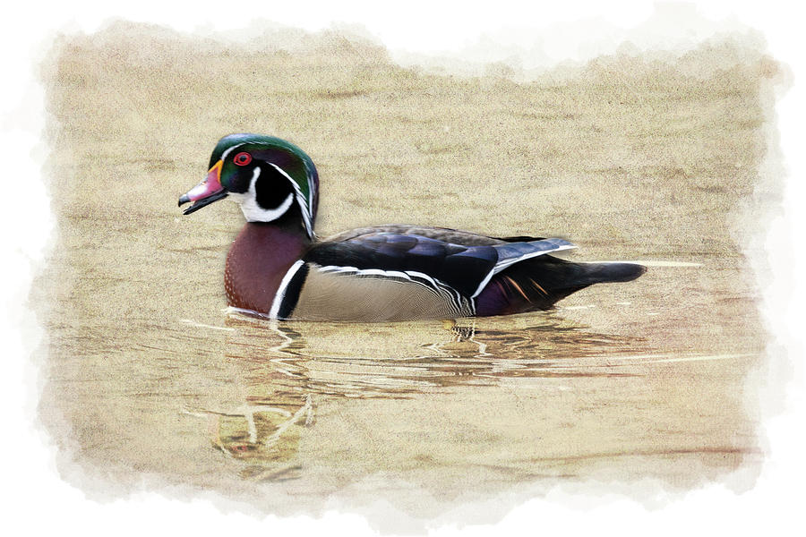 Beautiful wood duck painterly    paintography Photograph by Dan Friend