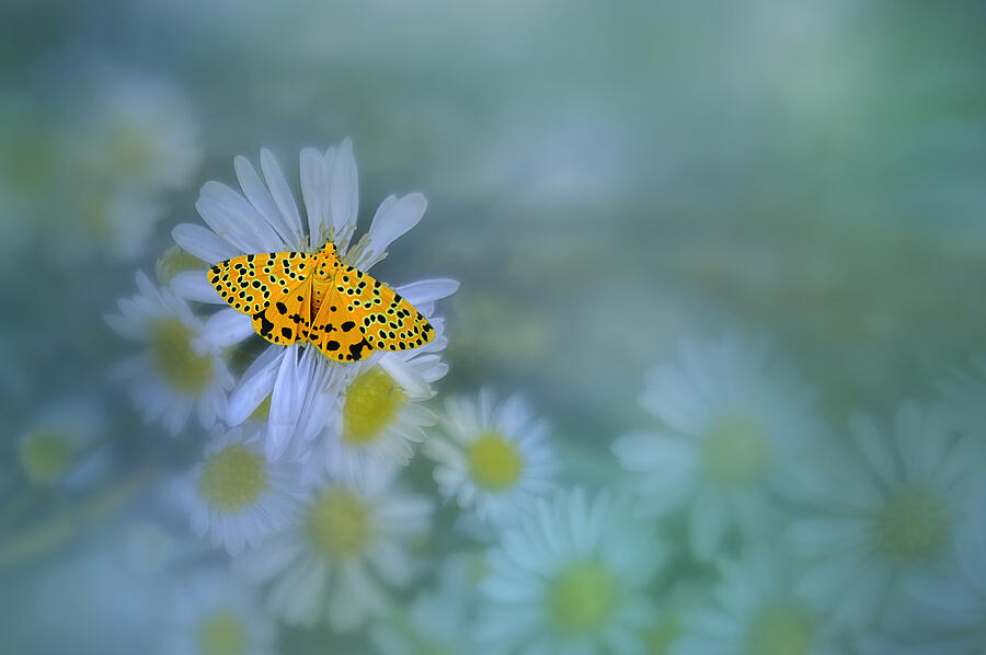 Beautiful Yellow Butterfly Photograph by Edy Pamungkas