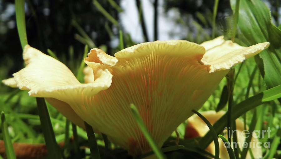 Beautiful Yellow Mushroom Photograph by D Hackett