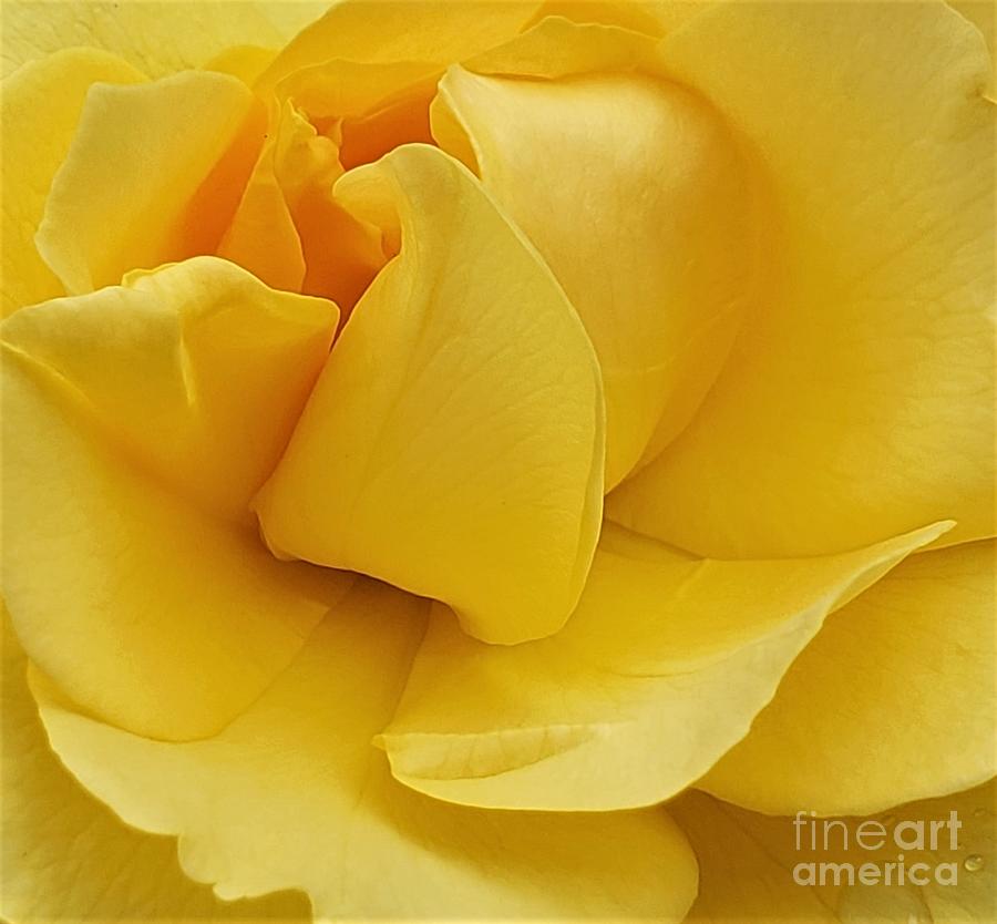 Beautiful Yellow Rose Photograph by Chad and Stacey Hall