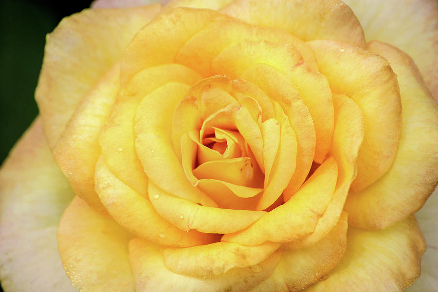 Beautiful Yellow Rose Photograph by Don Johnson