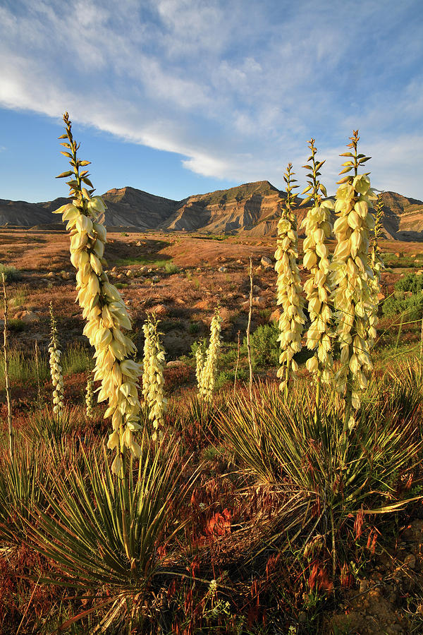 Beautiful Yucca Scene at Book Cliffs Photograph by Ray Mathis