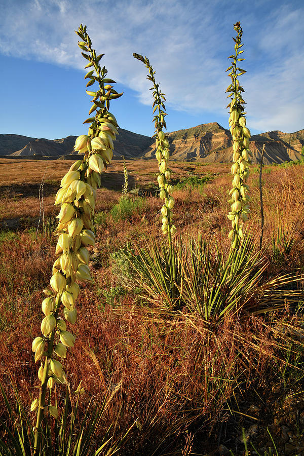 Beautiful Yuccas Bloom at Book Cliffs Photograph by Ray Mathis