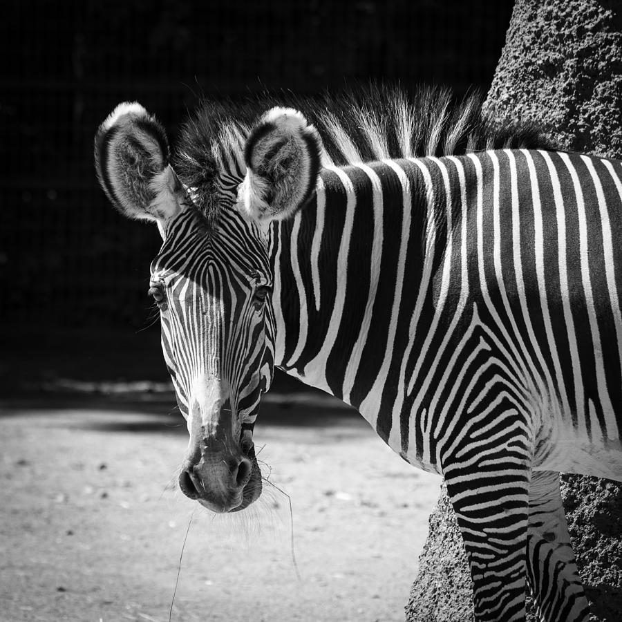 Beautiful Zebra Photograph by Kilian Cabguy