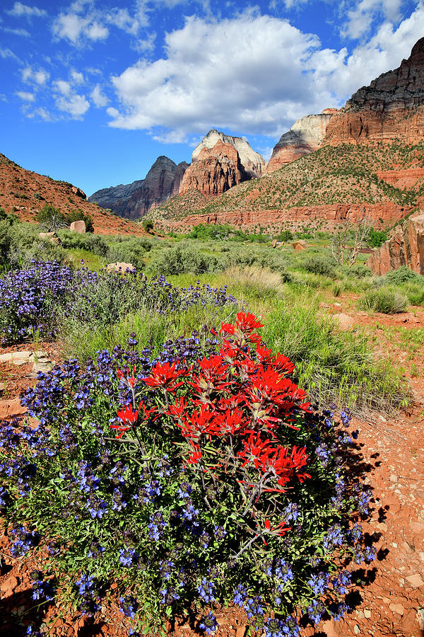 Beautiful Zion National Park in Utah Photograph by Ray Mathis