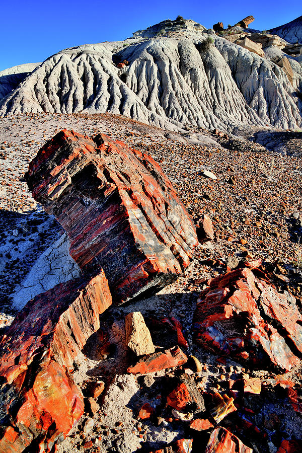 Beautifully Colored Petrified Wood in Jasper Forest Photograph by Ray Mathis