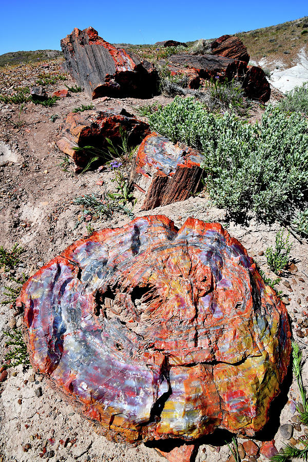 Beautifully Colored Petrified Wood Photograph by Ray Mathis