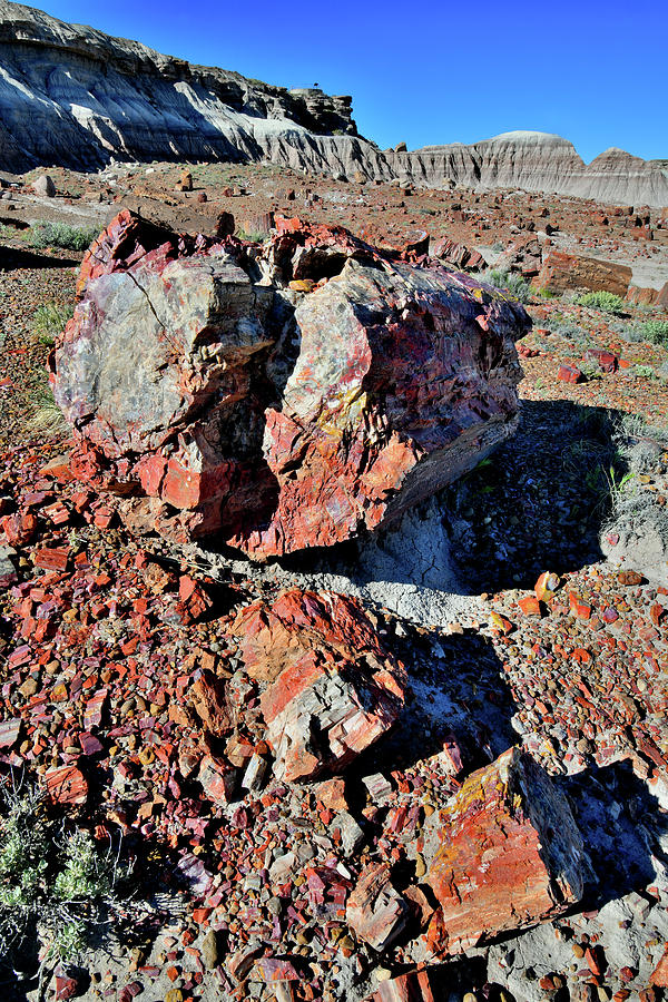Beautifully Colored Specimens in Petrified Forest NP Photograph by Ray Mathis