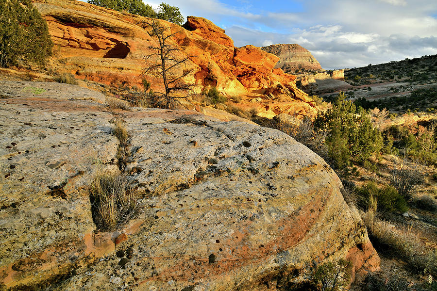 Beauty along Trail to Devils Kitchen in Colorado National Monument Photograph by Ray Mathis