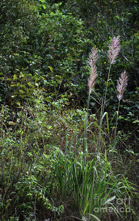 Beauty Amongst The Weeds Photograph by Skip Willits
