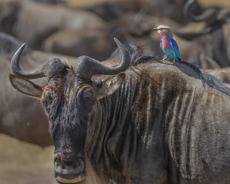 Wildebeest Photograph - Beauty And Beest by Young Feng