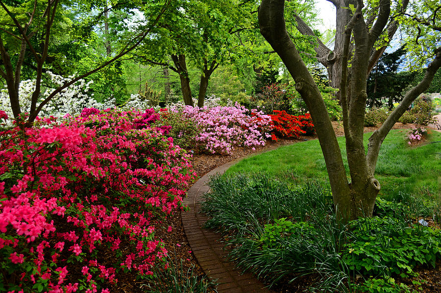 Beauty At The Garden 5 Photograph By Marty Koch - Fine Art America