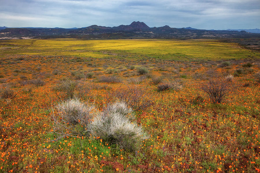 Beauty But for a Moment by Rick Furmanek Beauty But for a Moment by Rick Furmanek