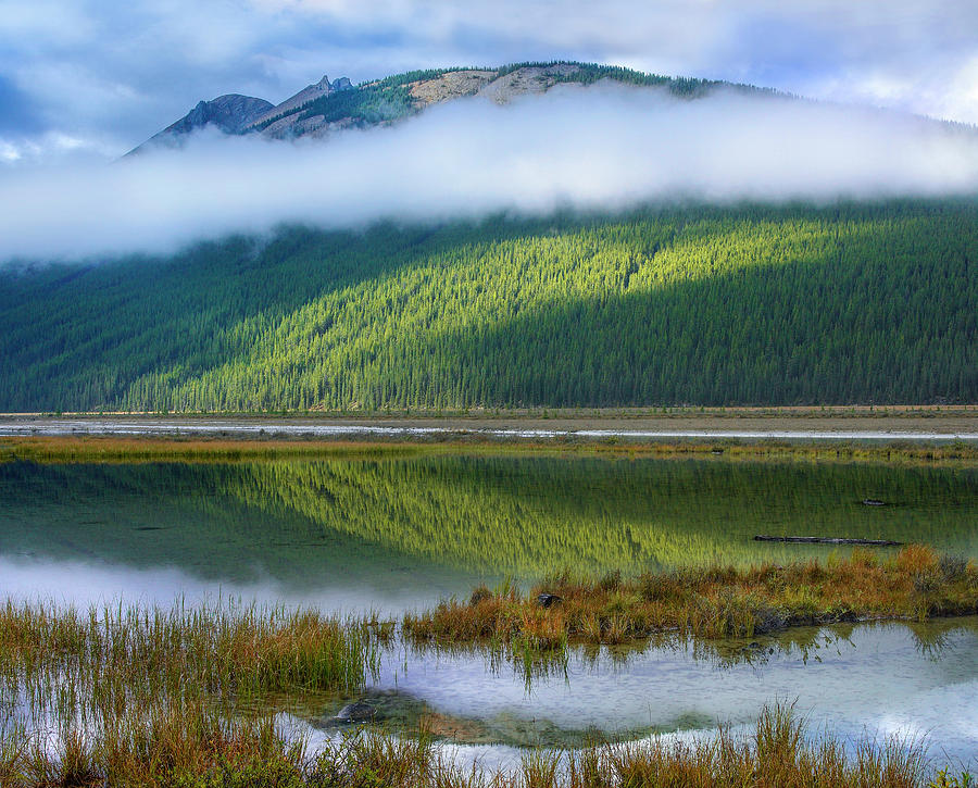 Beauty Creek, Winston Churchill Range, Jasper National Park Photograph by Tim Fitzharris