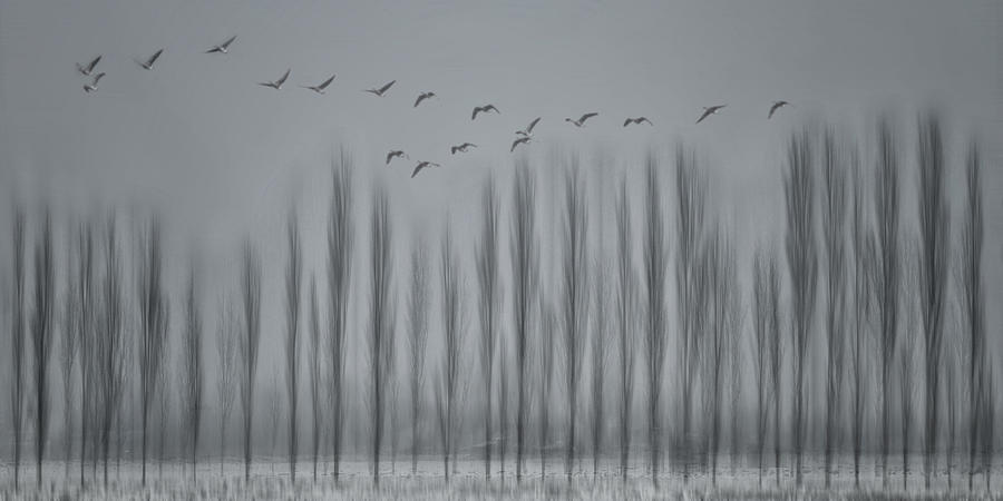 Winter Photograph - Beauty Giving You goose  Bumps by Yvette Depaepe