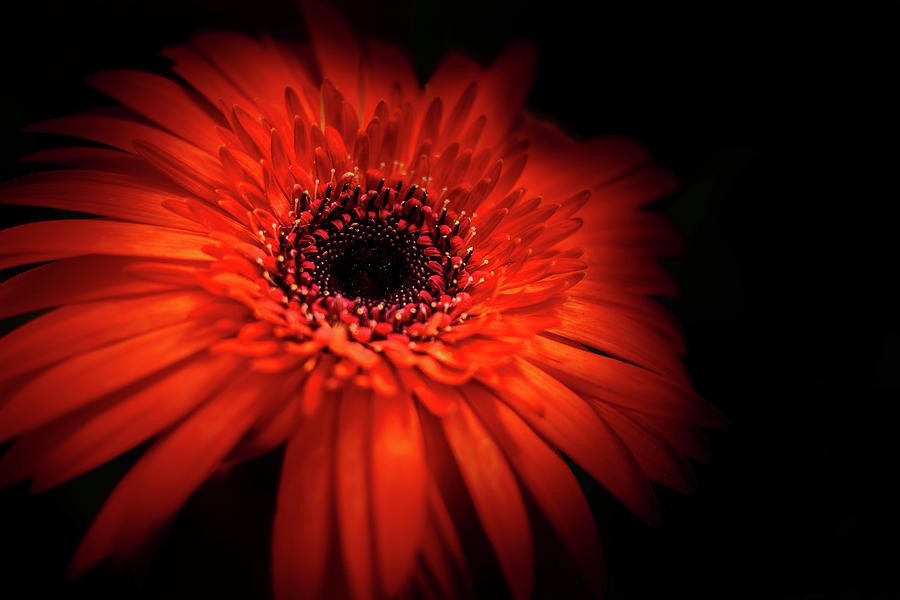 Beauty Glow Red Daisy Flower Photo Photograph by Randy R - Fine Art America