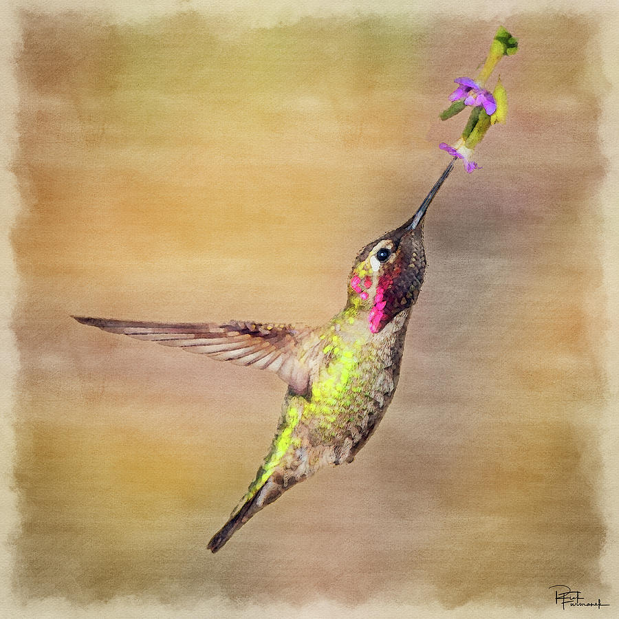 Beauty in a Pause in Digital Watercolor by Rick Furmanek Beauty in a Pause in Digital Watercolor by Rick Furmanek
