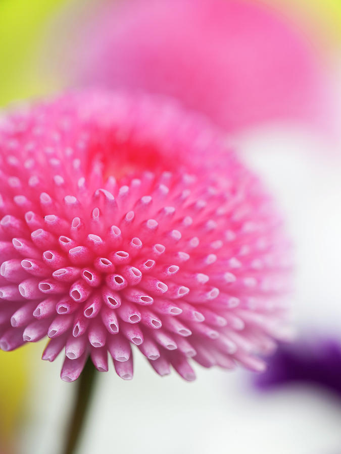 Daisy Photograph - Beauty In  Nature by Andrew Dernie