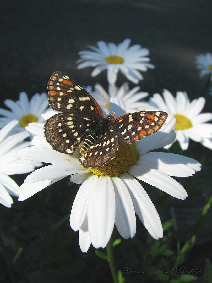 Butterfly and Shasta Daisy - Beauty in the Garden - Nature Photography Photograph by Brooks Garten Hauschild
