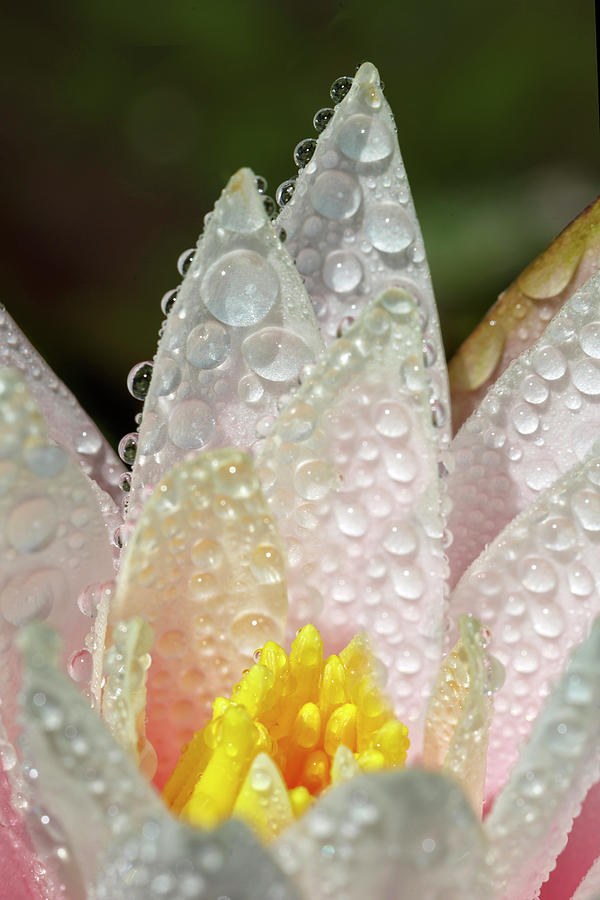 Beauty In The Rain Photograph by Wes and Dotty Weber