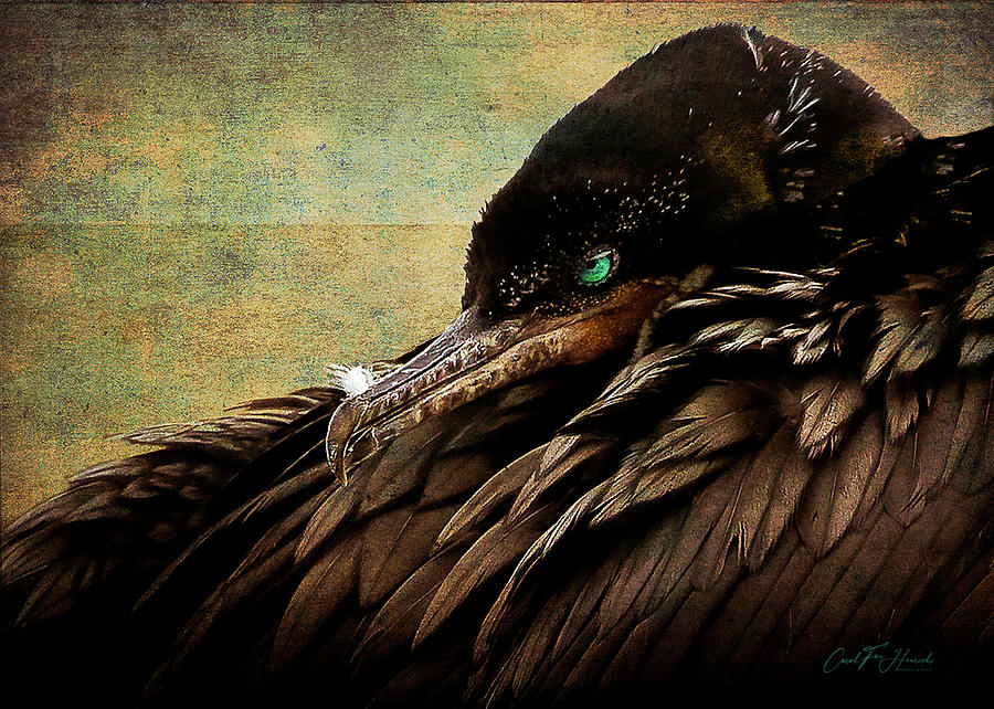 Beauty is in the Eye -2 by Carol Fox Henrichs Beauty is in the Eye -2 by Carol Fox Henrichs