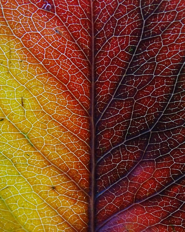 Beauty Of A Dying Leaf. Photograph by Ivan Lesica