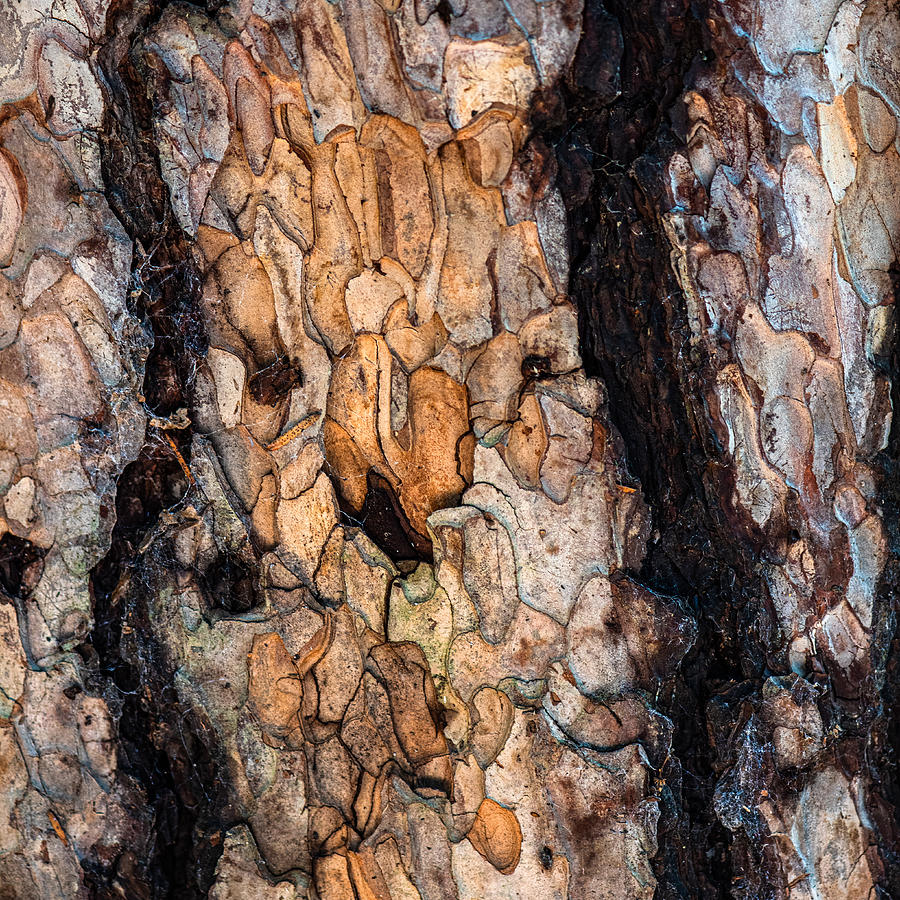 Tree Photograph - Beauty Of Bark Trees by Francisco Villalpando