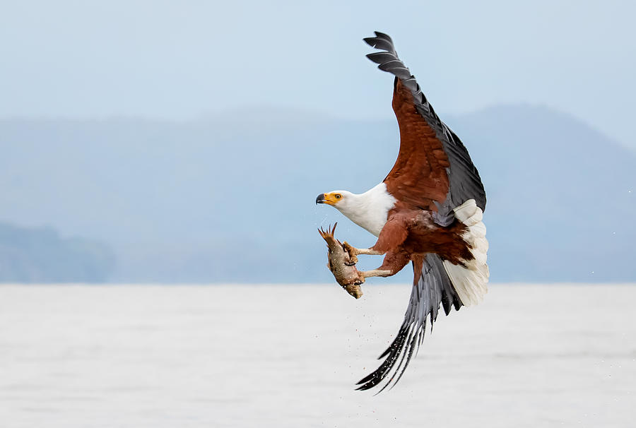 Fish Photograph - Beauty Of Fish Eagle by John J. Chen
