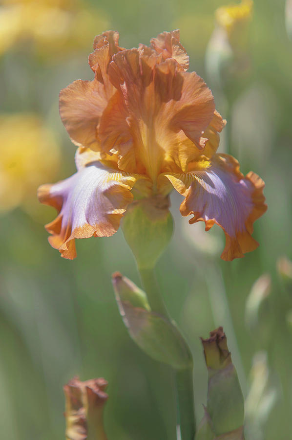 Beauty of Irises. Afternoon Delight 1 Photograph by Jenny Rainbow