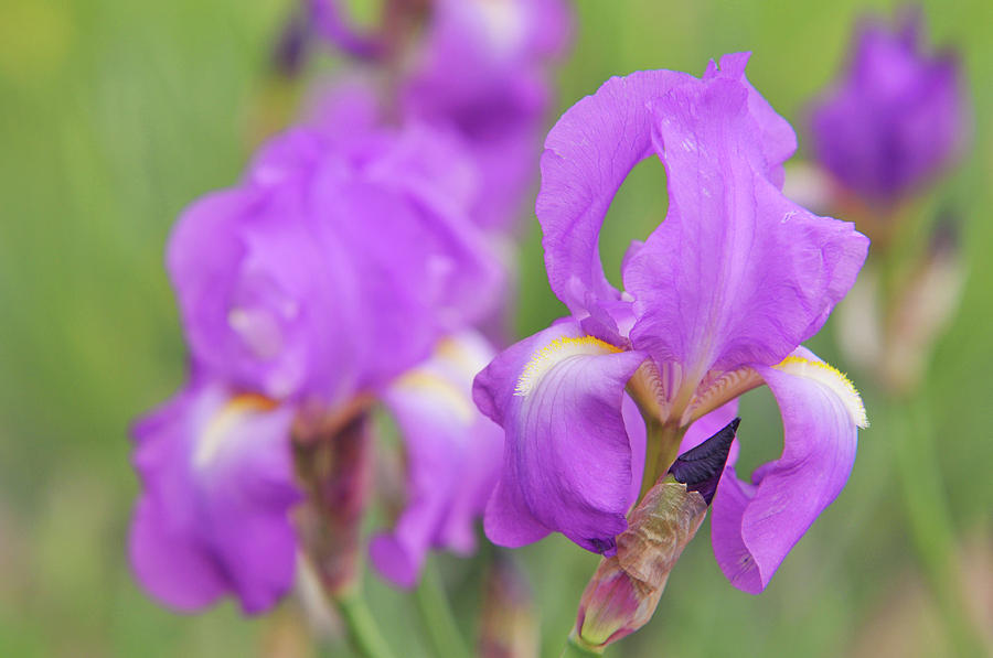 Beauty of Irises. Aphrodite 1 Photograph by Jenny Rainbow