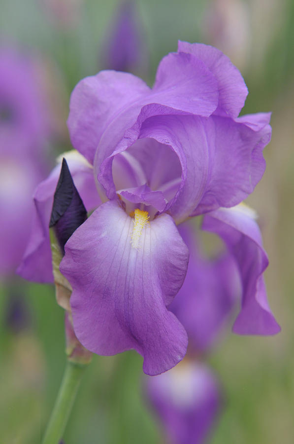Beauty of Irises. Aphrodite 32 Photograph by Jenny Rainbow