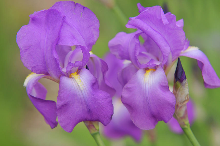 Beauty of Irises. Aphrodite 4 Photograph by Jenny Rainbow