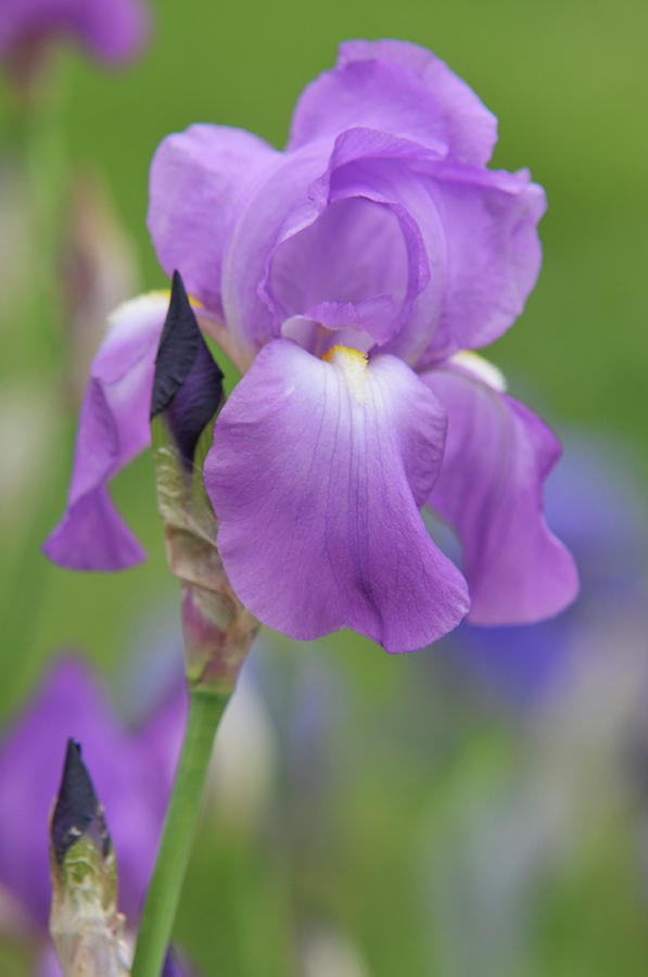 Beauty of Irises. Aphrodite Photograph by Jenny Rainbow