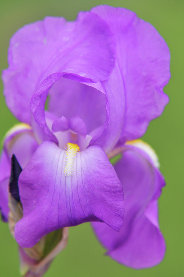 Beauty of Irises. Aphrodite Macro Photograph by Jenny Rainbow