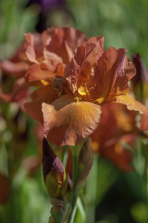 Beauty of Irises. Argus Pheasant  1 Photograph by Jenny Rainbow