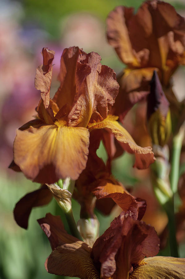 Beauty of Irises. Argus Pheasant Photograph by Jenny Rainbow