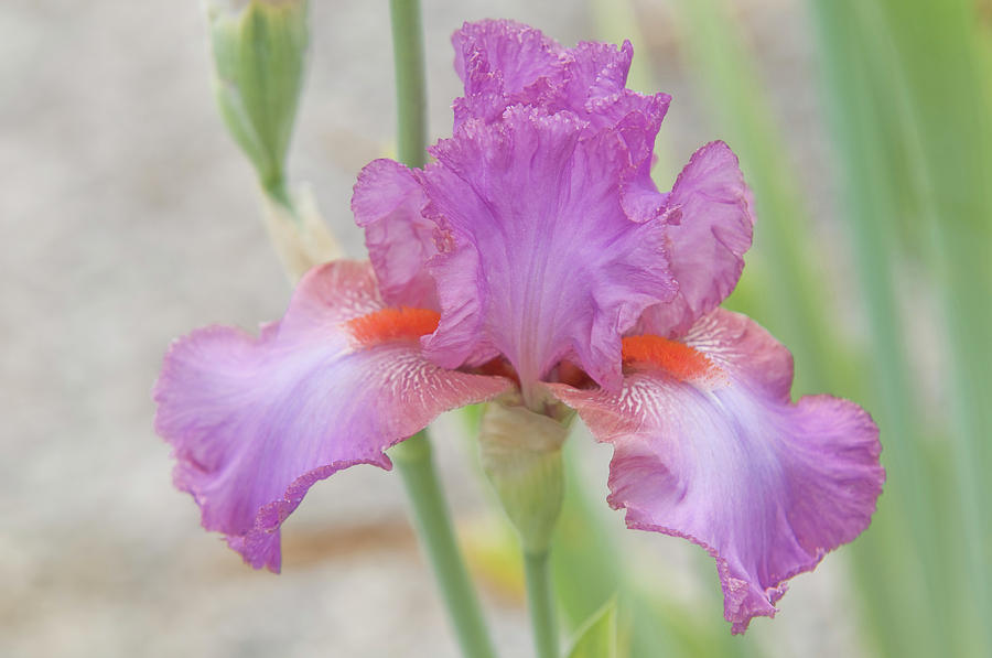 Beauty of Irises. Believe in Magic Photograph by Jenny Rainbow